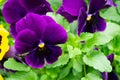 Pansy Flowers Royalty Free Stock Photo