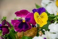 Pansy Flowers Royalty Free Stock Photo