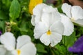 White Pansy Flowers Royalty Free Stock Photo