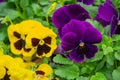 Pansy Flowers