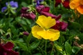 Pansy Flowers Royalty Free Stock Photo