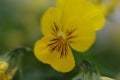 pansy flowers, perfect simplicity