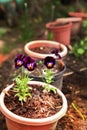 Pansy flowers in the pots on the summer garden background Royalty Free Stock Photo