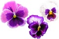 Pansy flowers set isolated on white background. Viola tricolor red blue yellow macro closeup Royalty Free Stock Photo