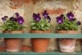 Pansy flowers in three old terracotta pots Royalty Free Stock Photo