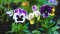 Pansy flowers, variety of pansies in the garden bed