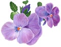 Pansy flowers, violets - buds and leaves on a white background. Collage of flowers and leaves. Use printed materials, signs,