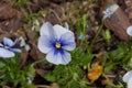 Pansy Flowers vivid blue spring colors against a lush green background. Royalty Free Stock Photo