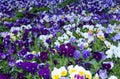 Pansy Flowers vivid blue, yellow spring colors against a lush green background. Royalty Free Stock Photo