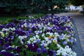 Pansy Flowers vivid blue, yellow spring colors against a lush green background. Royalty Free Stock Photo