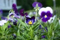 Pansy Flowers vivid blue, yellow spring colors against a lush green background. Royalty Free Stock Photo