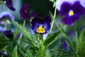 Pansy Flowers vivid blue, yellow spring colors against a lush green background. Royalty Free Stock Photo