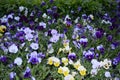 Pansy Flowers vivid blue, yellow spring colors against a lush green background.