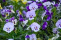 Pansy Flowers vivid blue, yellow spring colors against a lush green background. Royalty Free Stock Photo