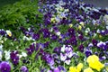 Pansy Flowers vivid blue, yellow spring colors against a lush green background. Royalty Free Stock Photo