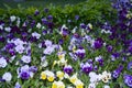 Pansy Flowers vivid blue, yellow spring colors against a lush green background. Royalty Free Stock Photo