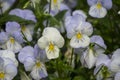 Pansy Flowers vivid white and blue spring colors. Macro images of flower faces. Pansies in the garden Royalty Free Stock Photo