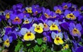 Pansy Flowers vivid yellow-blue spring colors against a lush green background. Macro images of flower pansies in the garden