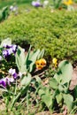 Pansy Flowers vivid yellow spring colors against a lush green background. Royalty Free Stock Photo