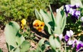 Pansy Flowers vivid yellow spring colors against a lush green background. Royalty Free Stock Photo