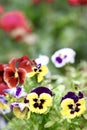 Pansy Royalty Free Stock Photo