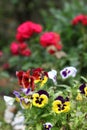 Pansy Royalty Free Stock Photo