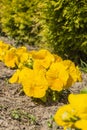 Pansy (garden pansy, Viola tricolor var. Hortensis, Viola Ãâwittrockiana Gams) Royalty Free Stock Photo