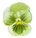 Pansy green flower on a white isolated background with clipping path. Closeup no shadows. Royalty Free Stock Photo