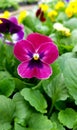 Pansy growing at the Cherry greenhouse