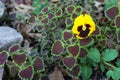 Pansy growing in a flowerbed of coleus and dried leaves