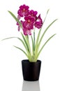 Pansy Orchid - Miltonia Lawless