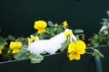 Pansy plant with leaves and yellow flowers under fresh white snow. A snowdrift in a flower bed or in a flower box Royalty Free Stock Photo