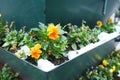 Pansy plant with leaves and yellow orange flowers under fresh white snow. A snowdrift in a flower bed or in a flower box Royalty Free Stock Photo