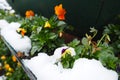 Pansy plant with leaves and orange yellow flowers under fresh white snow. A snowdrift in a flower bed or in a flower box Royalty Free Stock Photo