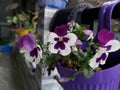 PansyPlant- Viola tricolor var. hortensis Royalty Free Stock Photo