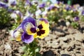 Pansy in it`s beauty Royalty Free Stock Photo