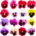 Pansy set isolated on white background. Viola tricolor red blue yellow macro closeup Royalty Free Stock Photo