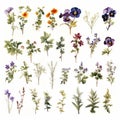 Midwest Deciduous Trees And Shrubs On Pansy Sheet