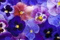 Pansy Royalty Free Stock Photo