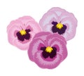 Pansy, three flowers