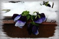 Pansy under snow Royalty Free Stock Photo