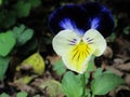 Pansy Viola Flower Royalty Free Stock Photo