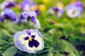 Pansy viola flower Royalty Free Stock Photo