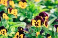 Pansy viola flower Royalty Free Stock Photo