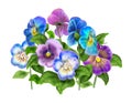 Pansy,Viola flower isolated on white background watercolor illustration Royalty Free Stock Photo