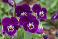 Pansy viola flower in spring garden. Purple flower Royalty Free Stock Photo