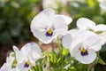 Pansy viola flower in spring garden. White flower Royalty Free Stock Photo