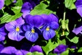 Pansy viola flowers Royalty Free Stock Photo