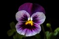 Pansy (Viola tricolor) (Generative AI)