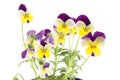 Pansy, Viola Tricolor, Flowers